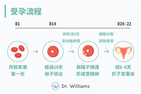 虎克效應驗孕|最好的驗孕時間是？多久驗的出來？第2條線很淺有懷孕嗎？告訴。